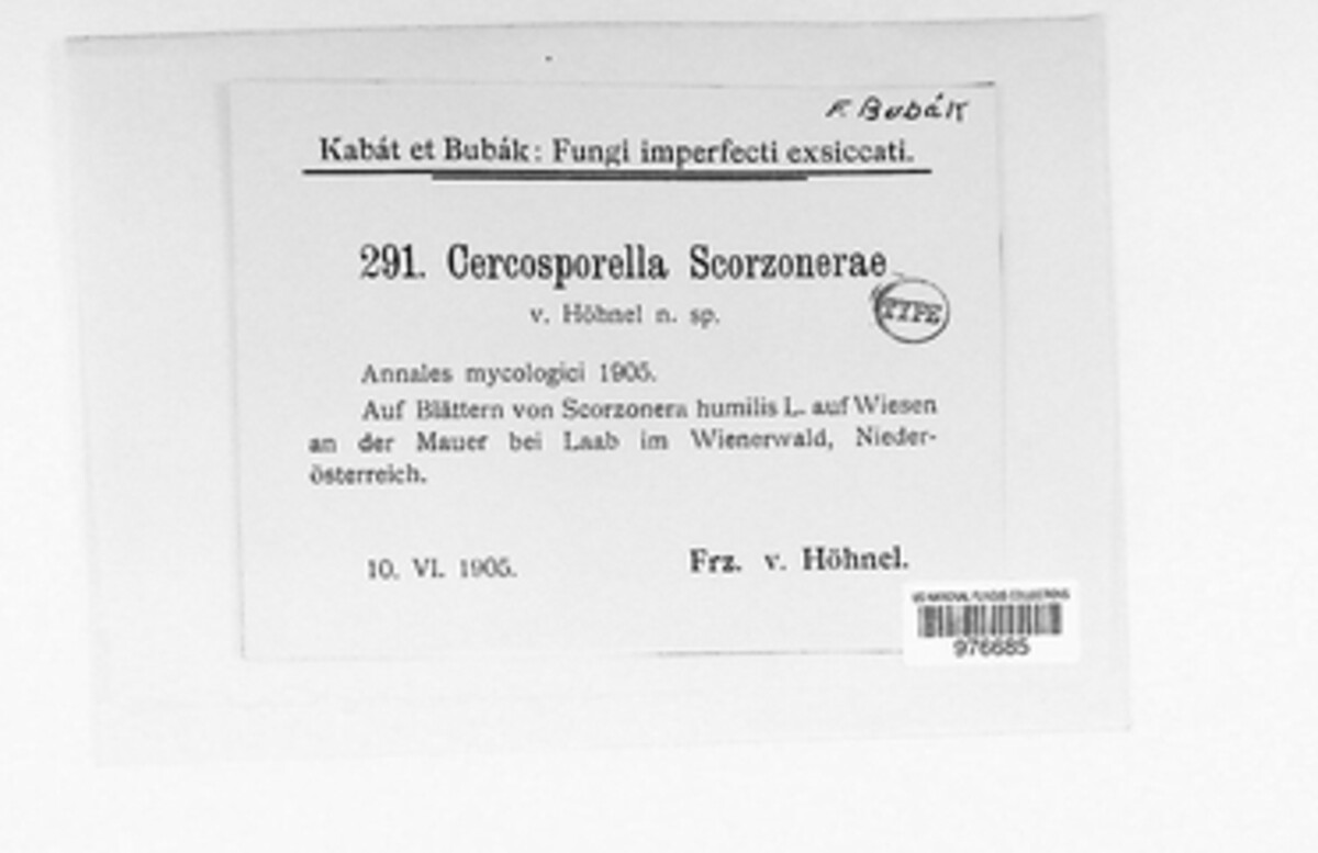Cercospora scorzonerae image